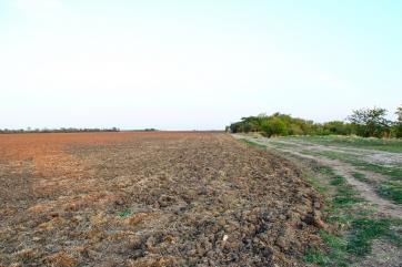 В Воронежской области из-за засухи не взошло 85 процентов озимых